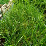 Ostrevka dlhosteblová (Sesleria heufleriana) ‘BLUE PORCUPINE’® - kont. P9/P11